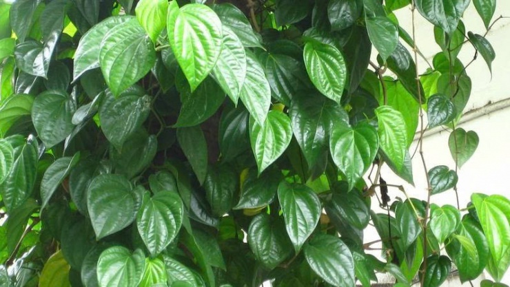 Lá trầu không có tác dụng chữa bệnh gì?