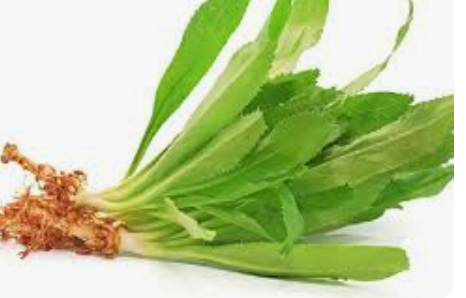 5 bài thuốc chữa bệnh từ lá mùi tàu