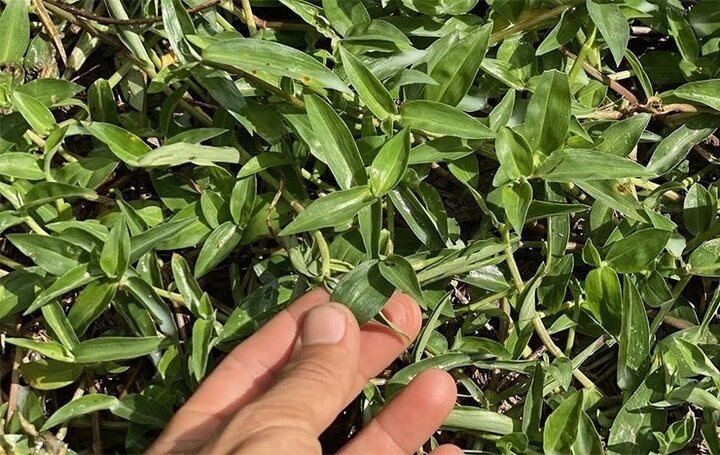 Loại rau mọc đầy ruộng giúp hạ sốt, lợi tiểu, hỗ trợ viêm nhiễm