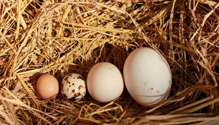 Trứng chim cút bổ hơn trứng gà?