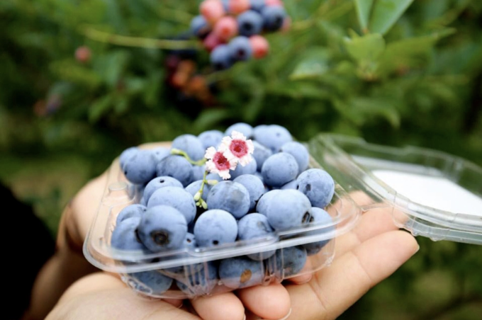 6 loại trái cây quen thuộc giúp thận khỏe mạnh