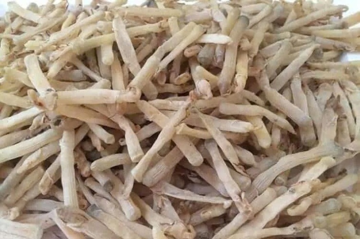 Vì sao sá sùng được nhiều người coi là thần dược từ biển cả?