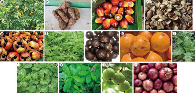 Loại cây ăn quả quen thuộc ở Việt Nam chứa chất chống ung thư
