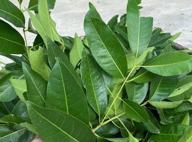 4 loại trà nên uống sau chuỗi ngày ăn Tết