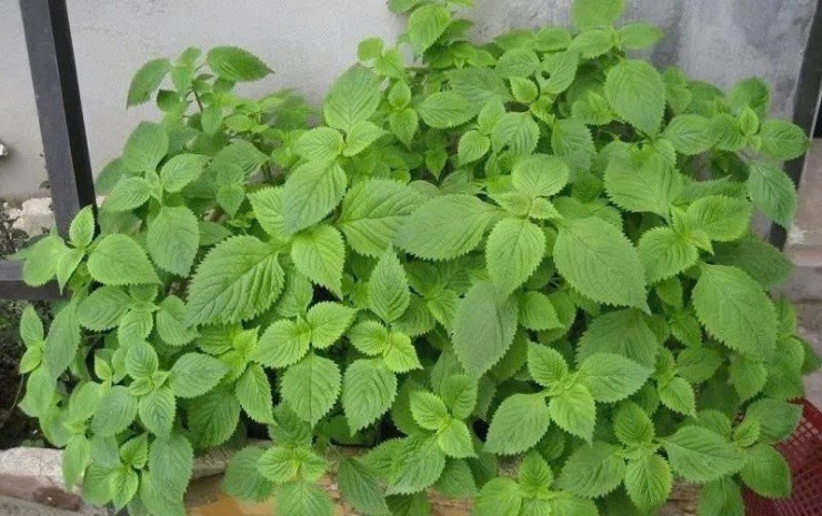 Kinh giới: Loại rau gia vị quen thuộc nhưng là thảo dược quý