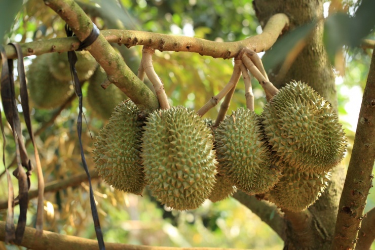 Sầu riêng chữa bệnh gì?