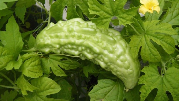 Lá khổ qua có ăn được không? Sự thật khiến nhiều người bất ngờ