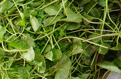 6 công dụng đưa rau má trở thành 'nhân sâm đất'