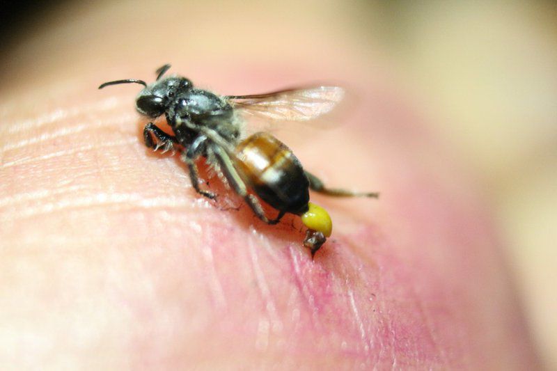 Người đàn ông bị ong đốt hơn 300 nốt, bác sĩ chỉ cách sơ cứu khi bị ong tấn công