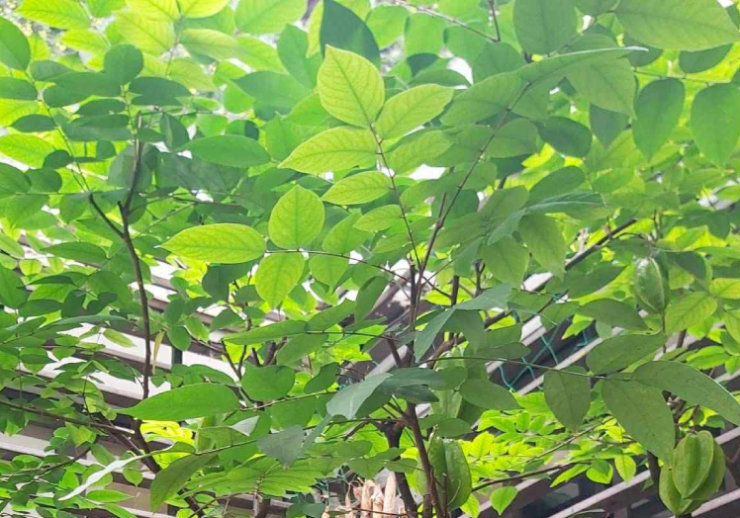 Lá khế có 4 công dụng, chữa bệnh gì tốt nhất?